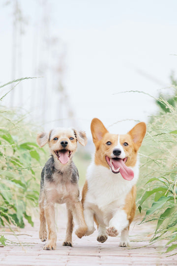 How to Choose the Best Products for Your Pets