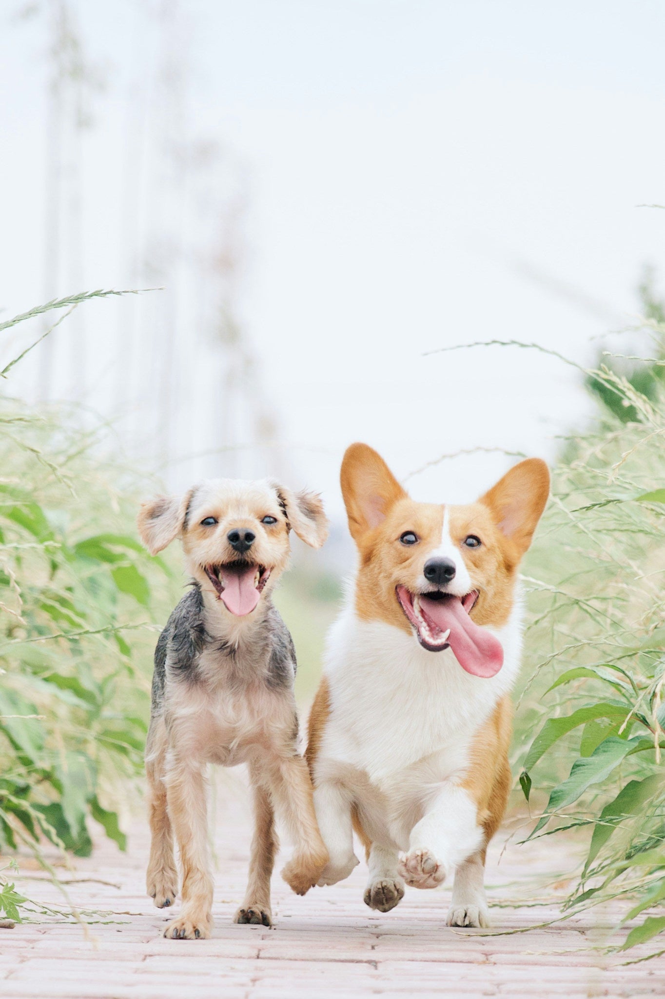 How to Choose the Best Products for Your Pets
